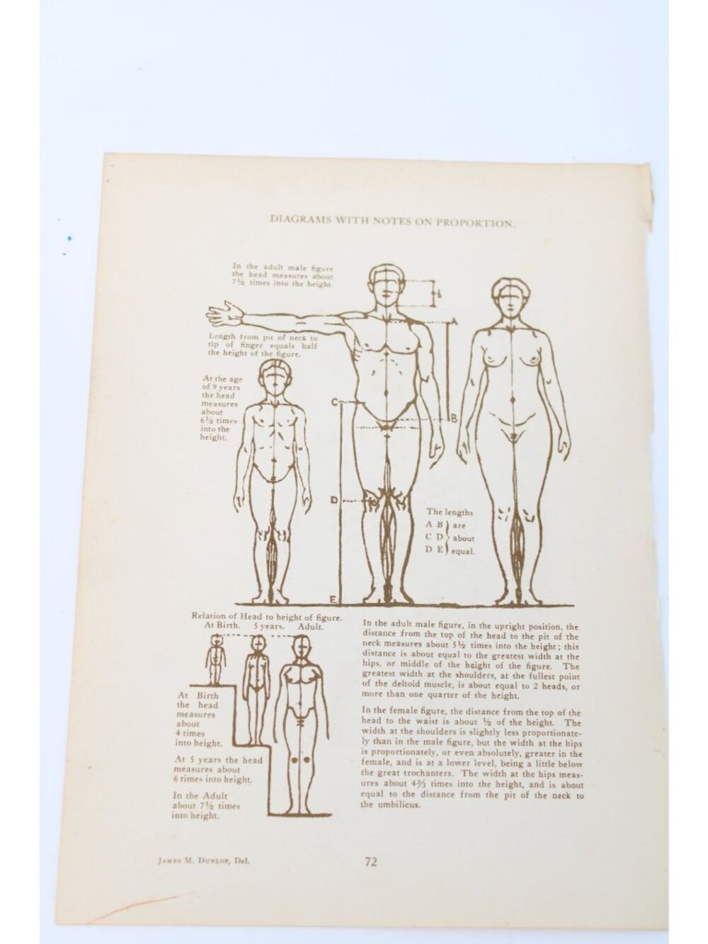1946 Anatomical Diagram Art Students Proportion Drawings Vintage 94639